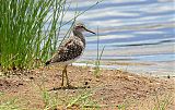 Wood Sandpiper